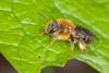 Andrena lagopus